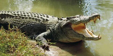 Крокодилам прислали