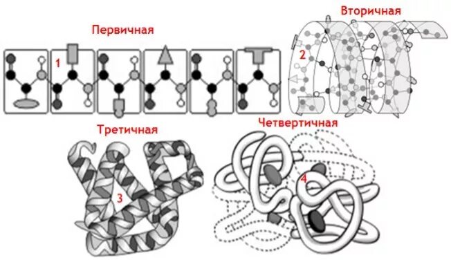 Программа о первичной структуре белка зашифрована. Третичная структура белка клубочковидная структура. строение белка ch. спираль клубочковидная структура схема. мозаичное чередование третичной структуры.