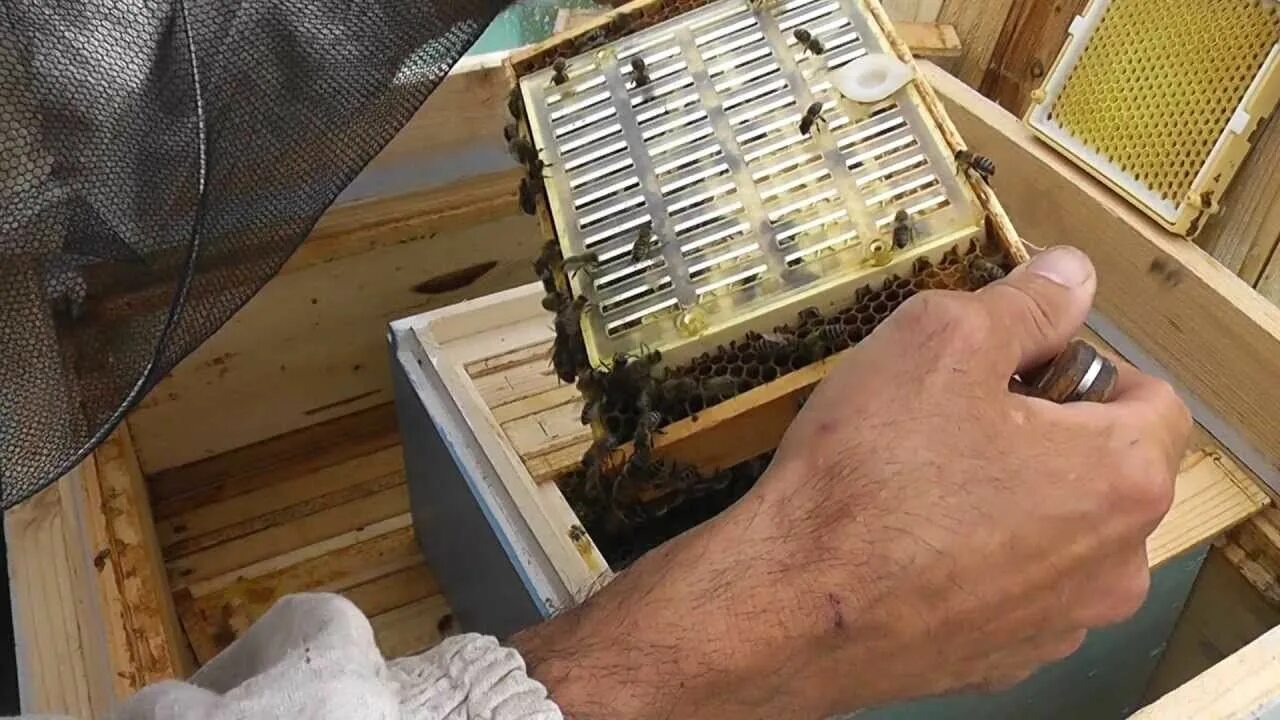 Мегастаратель Пчеловодство. Изоляторы для пчеломаток. Изолятор для пчеломатки. Вывод маток.