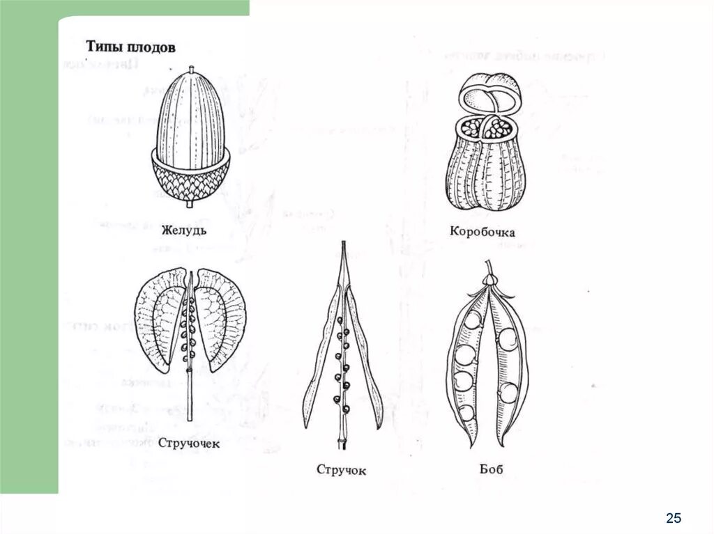 Строение и типы плодов. Плоды типы плодов. Типы плодов растений. Тип плода. Какие типы плодов изображены на рисунке