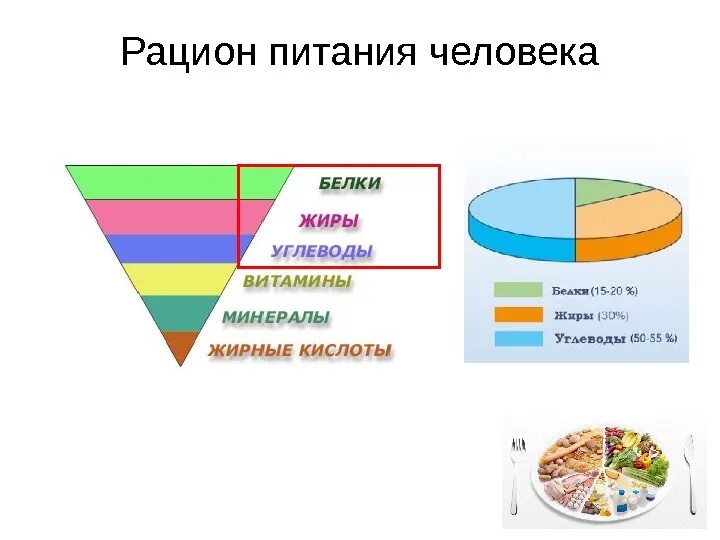 Мини проект мясо в рационе человека Какие функции выполняет белок в рационе человека кроме энергетической
