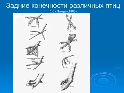 Какие конечности у птицы