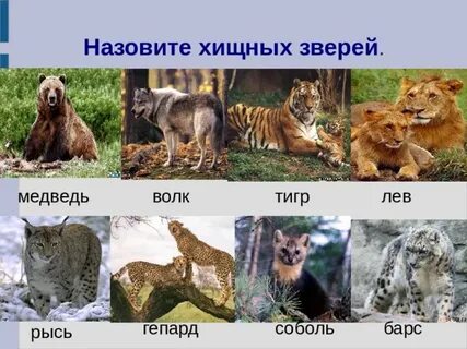 Волк тигр лев медведь