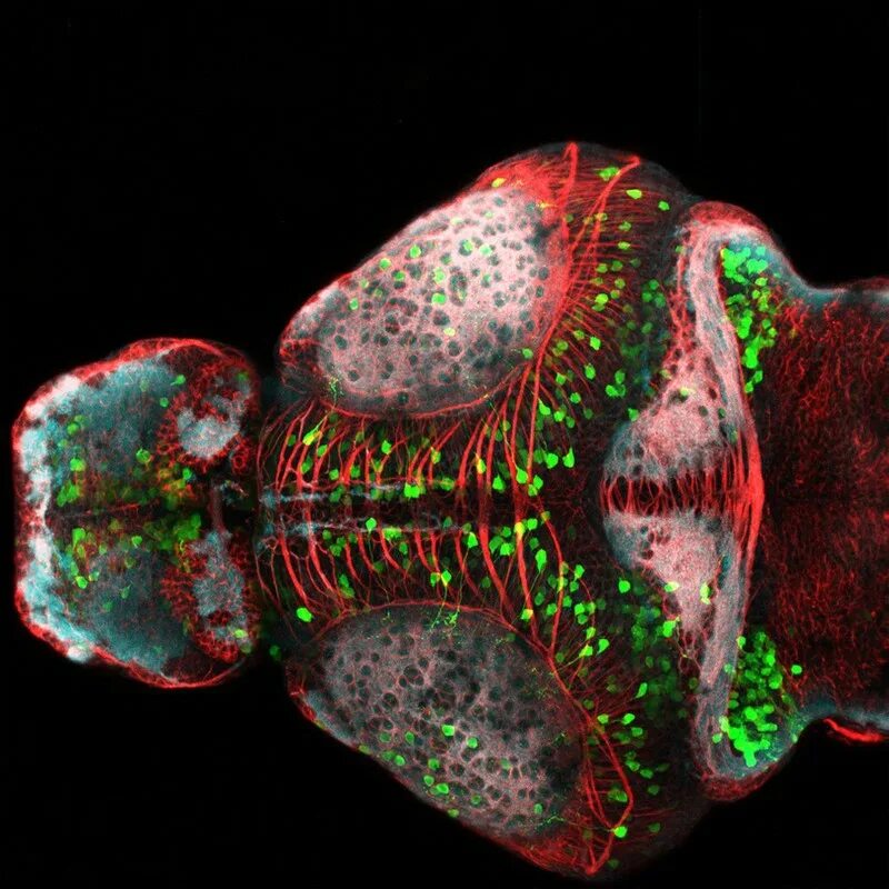 Brain fish. Флуоресценция белка. Лаборатория zebrafish.