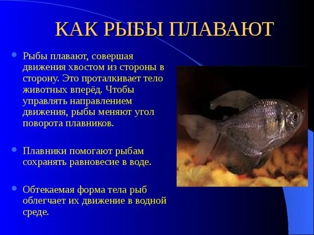 Нем как рыба что это. Рыба для презентации. плавники рыб. почему плавают рыбы в воде. движение рыб.