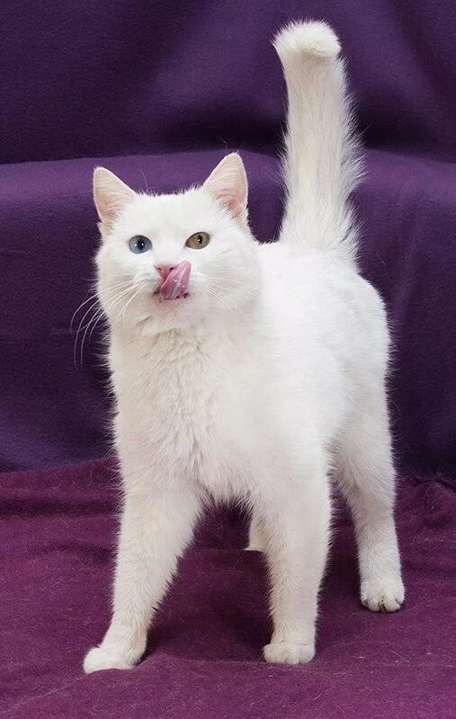 Хочу белую кошку