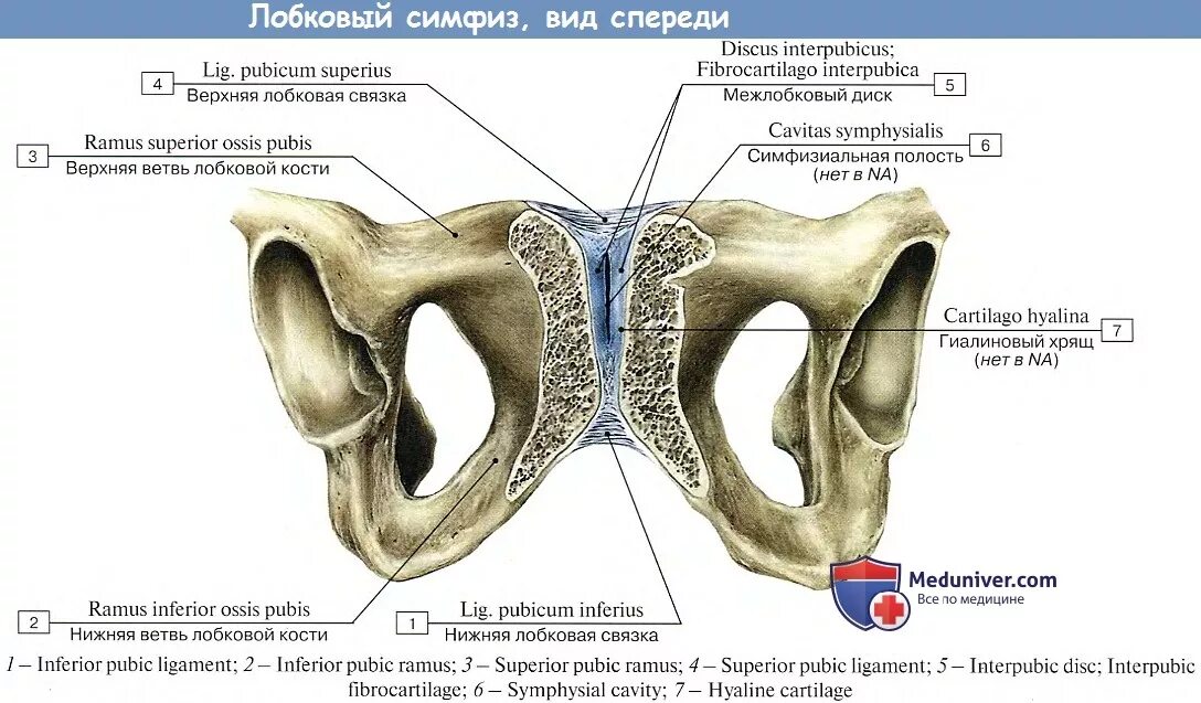 Кости таза строение соединение. Связки лонного симфиза. Лобковый симфиз сустав анатомия. Середина верхнего края лонного сочленения.