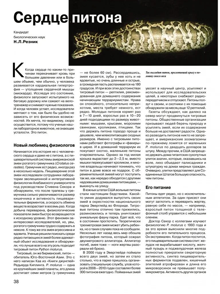 Красивое сердце на питоне. Сердечко на питоне. Сердечко в питоне turtle. Код для черепашки в питоне. Сердечко в питоне.