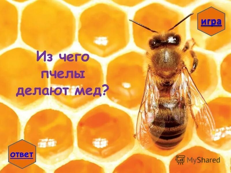 Пчелы совершая свою неспешную работу. Пчелы. Пчеловодство. Пчелы производят мед. Пчелы совершая свою неспешную работу.