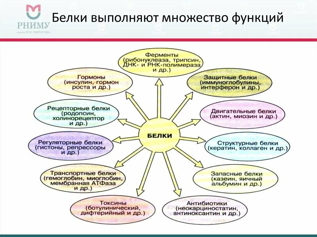 Белки механическая функция. Функции белка в организме человека таблица. Функции белков биология 8 класс. Функции белков с расшифровкой. Роль белков в организме человека таблица.