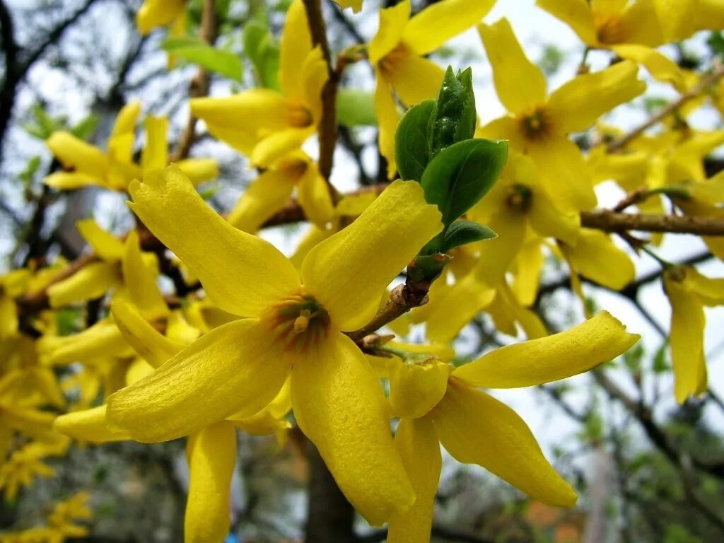 Ранний кустарник цветет желтыми цветами
