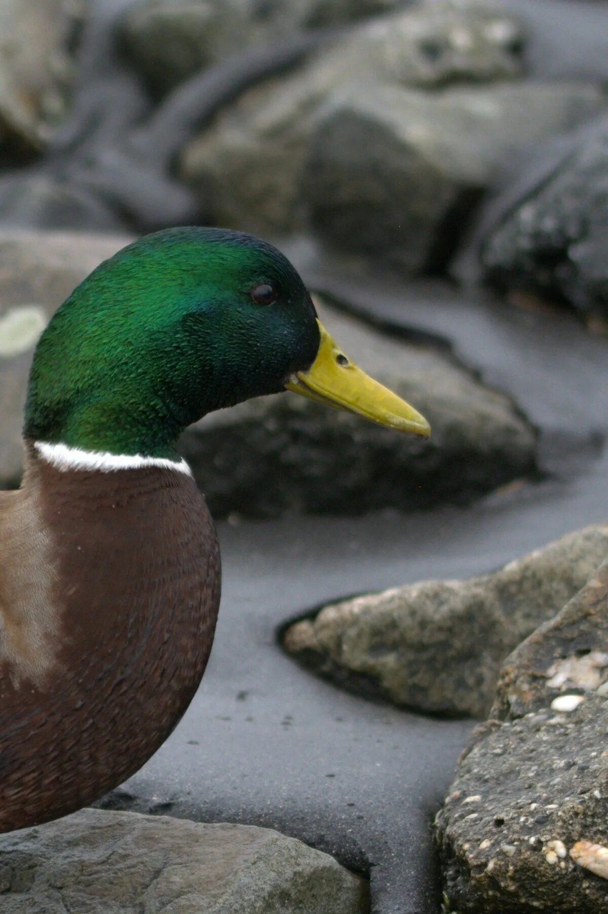 Duck bird