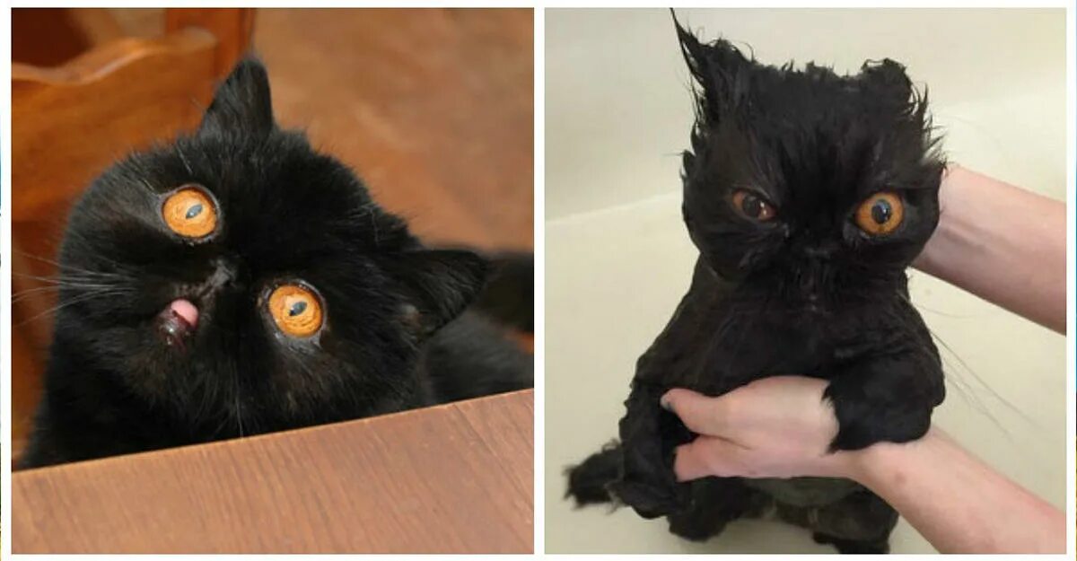 Кот после купания. Кот до и после купания. мокрый кот. кот до и после помывки. кошка до и после мытья.