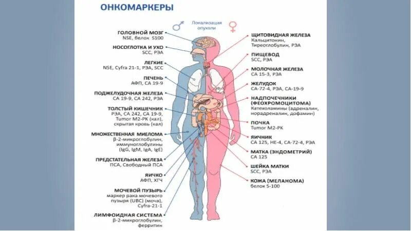 Онкомаркеры са 19.9. Са 125. РЭА .АФП. 19-9 Онкомаркер. Онкомаркеры расшифровка са 125, са 15,3, РЭА. Онкомаркер почек норма.