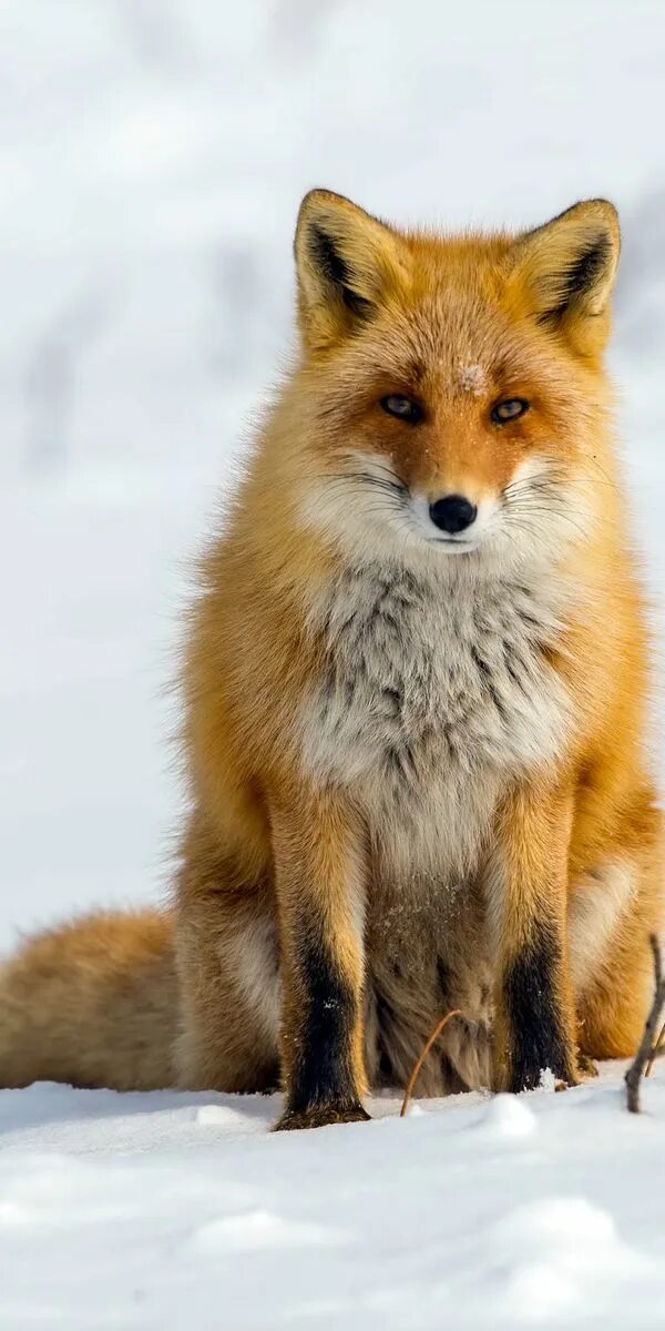 Бурая лиса зима. Лиса зимний окрас. Лиса зимний окрас. Цвет лис зимой. Цвет лис зимой.