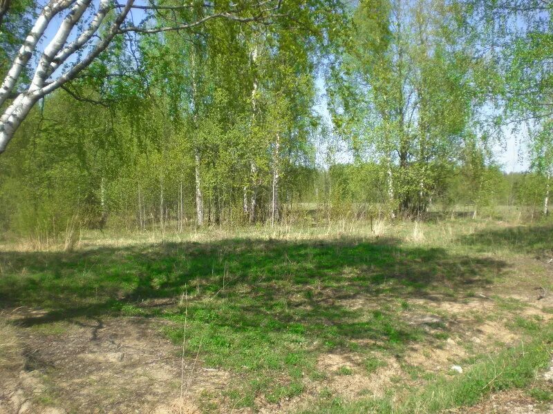 участок земли 50 соток. участок земли 50 соток. деревня сорокино г александров. 50 соток земли. сосновые леса зубцовский район.