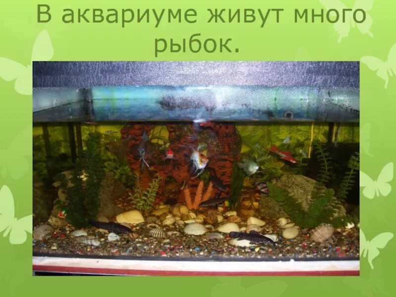 Что живет в аквариуме. Жило в аквариуме. В аквариуме обитают. Кто обитает в аквариуме.