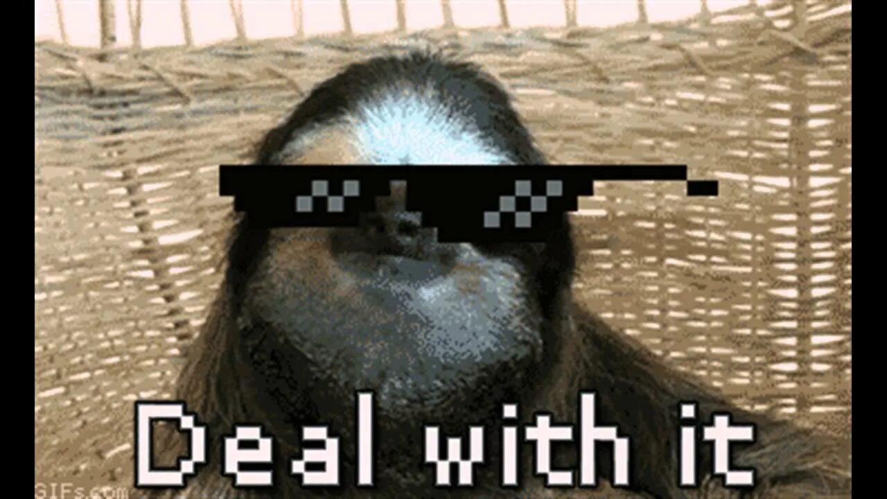 Deal with something. Deal Мем. Популярный Мем deal with it. Deal with it кот. Deal with it Мем gif.