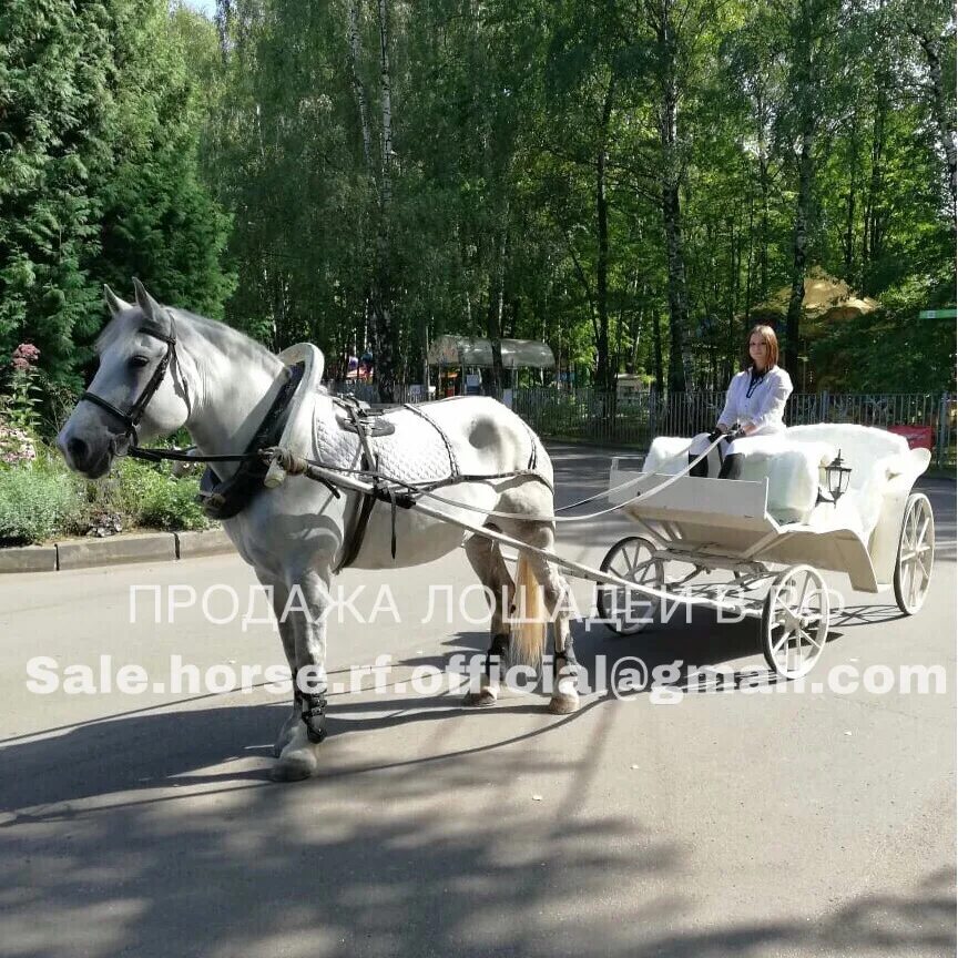 Аллея кск. Конный двор Измайлово. Конный двор Измайлово лошади. Москва Главная аллея 4 конный двор Измайлово. Лошади в конно дворе Терлецкий парк.