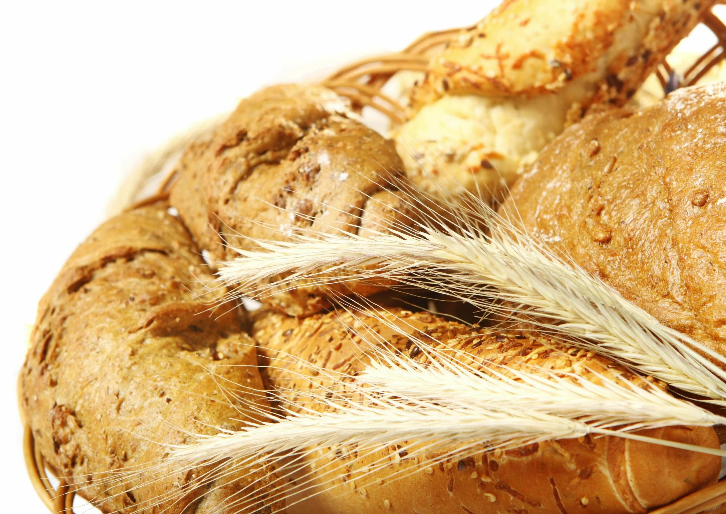 Bread wheat
