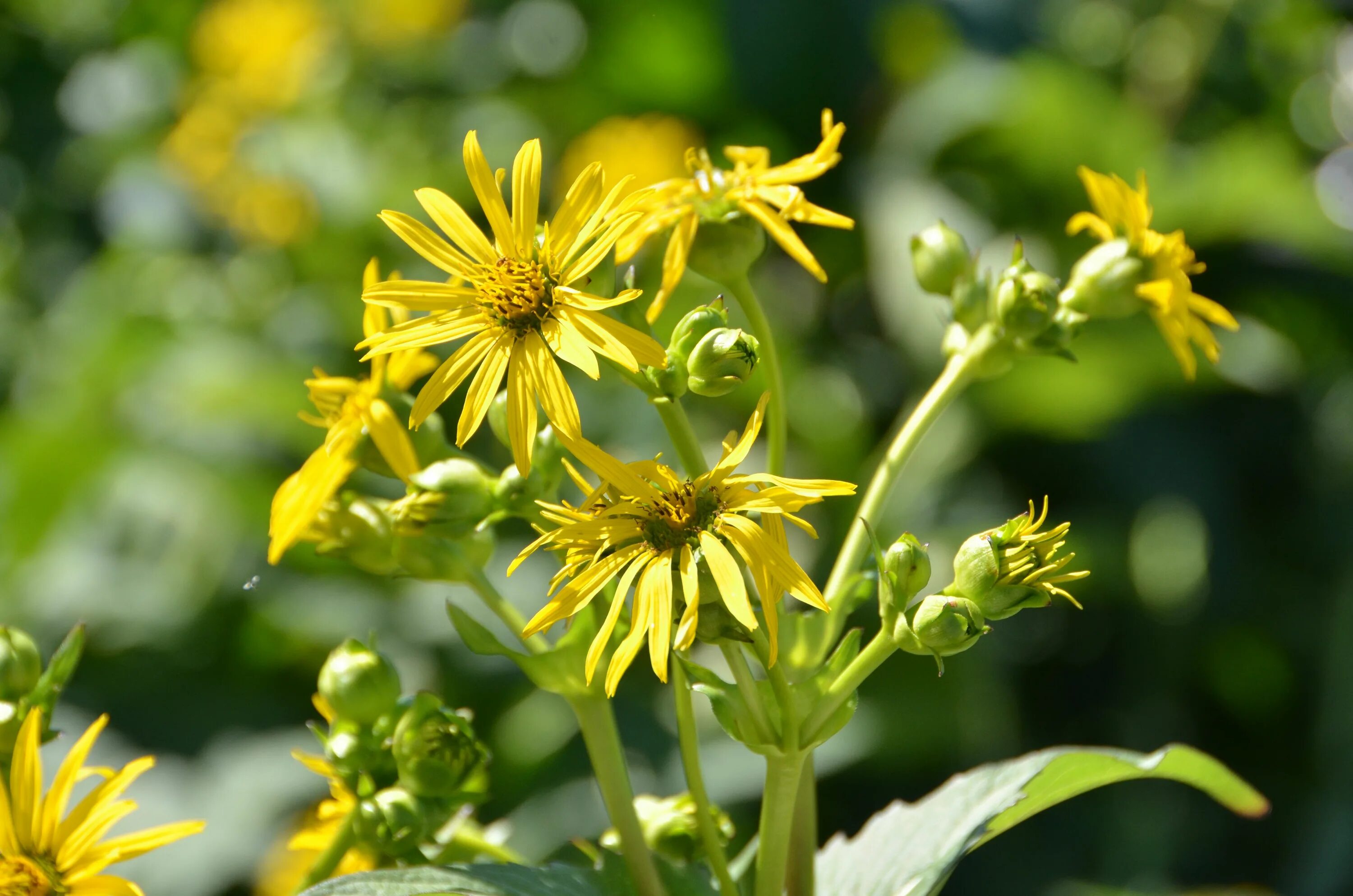 Silphium laciniatum. Сильфиум остролистный. Сильфия растение. Сильфий трава ангела.