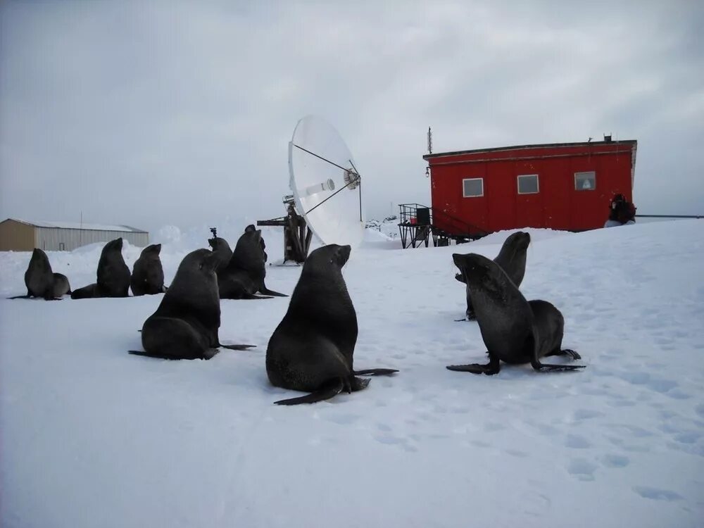 Условия быта полярников. Полярные станции в Арктике. Полярная станция «Ноймайер III. Быт полярников в Антарктиде. Полярники и Полярная станция.