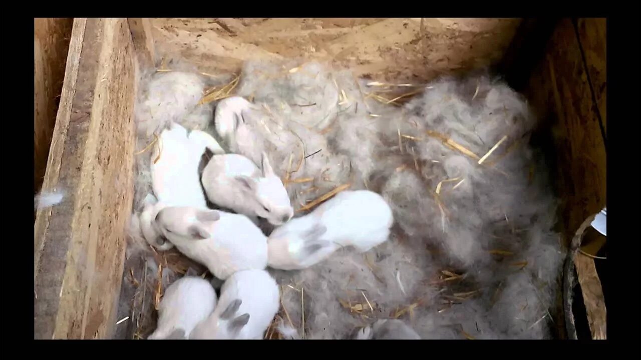 Новорожденные крольчата. Маленькие крольчата в маточнике. Домик для беременной крольчихи. Почему крольчиха съедает крольчиха