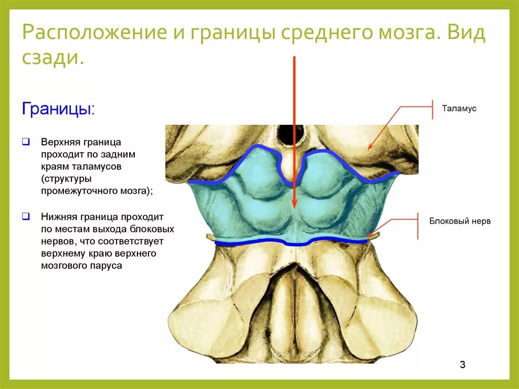 Средний мозг анатомия наружное строение. Средний мозг анатомические структуры. Средний мозг строение границы. Структура основания среднего мозга.