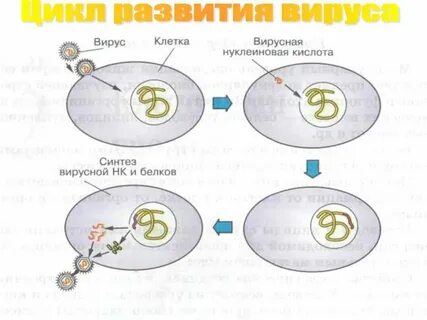 Как происходит размножение вирусов