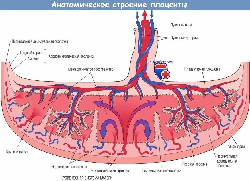 Строение плаценты гистология. Стороны плаценты. Стороны плаценты. Маточно-плацентарное кровообращение схема. Структура плаценты гистология.