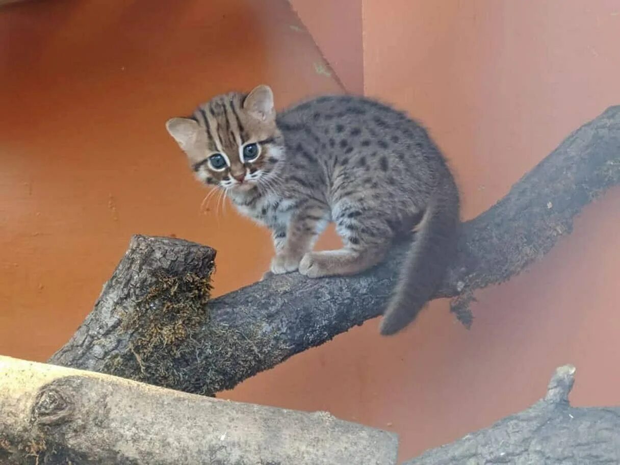 Самый мелкий дикий. Самый мелкий дикий. Prionailurus rubiginosus. Африканская черноногая кошка котенок. Черноногая кошка.