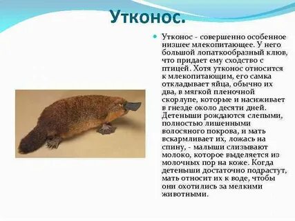 Утконос к какой группе животных относится