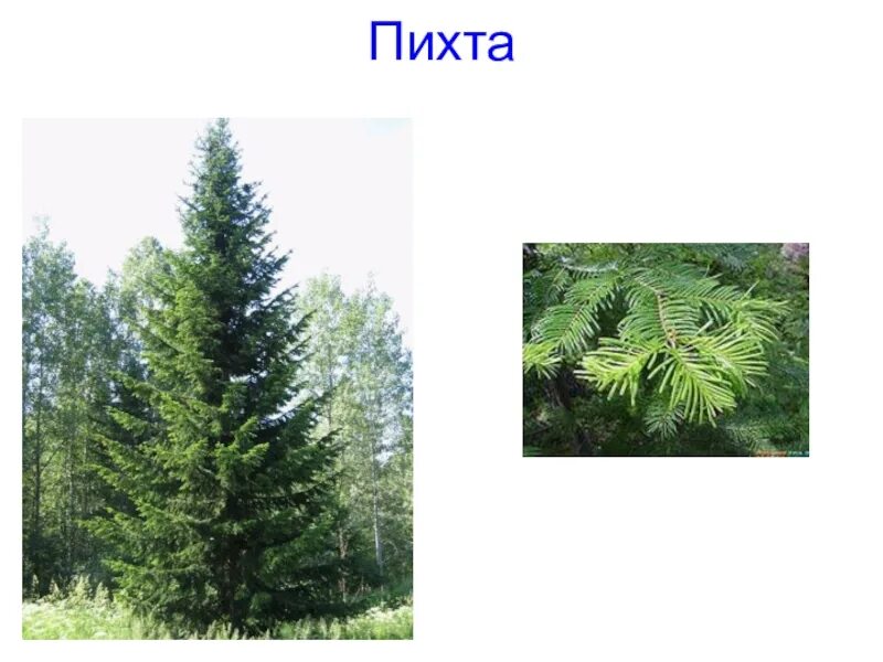 Хвойные деревья 1 класс окружающий мир. Хвоинка птхта окружающ. пихта сибирская окружающий мир. пихта для детей. хвойные деревья окружающий мир.