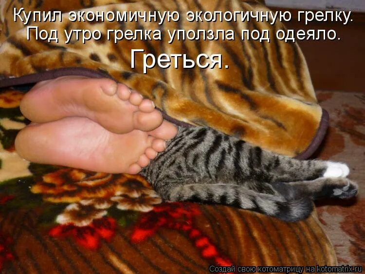 Пятки у кошек