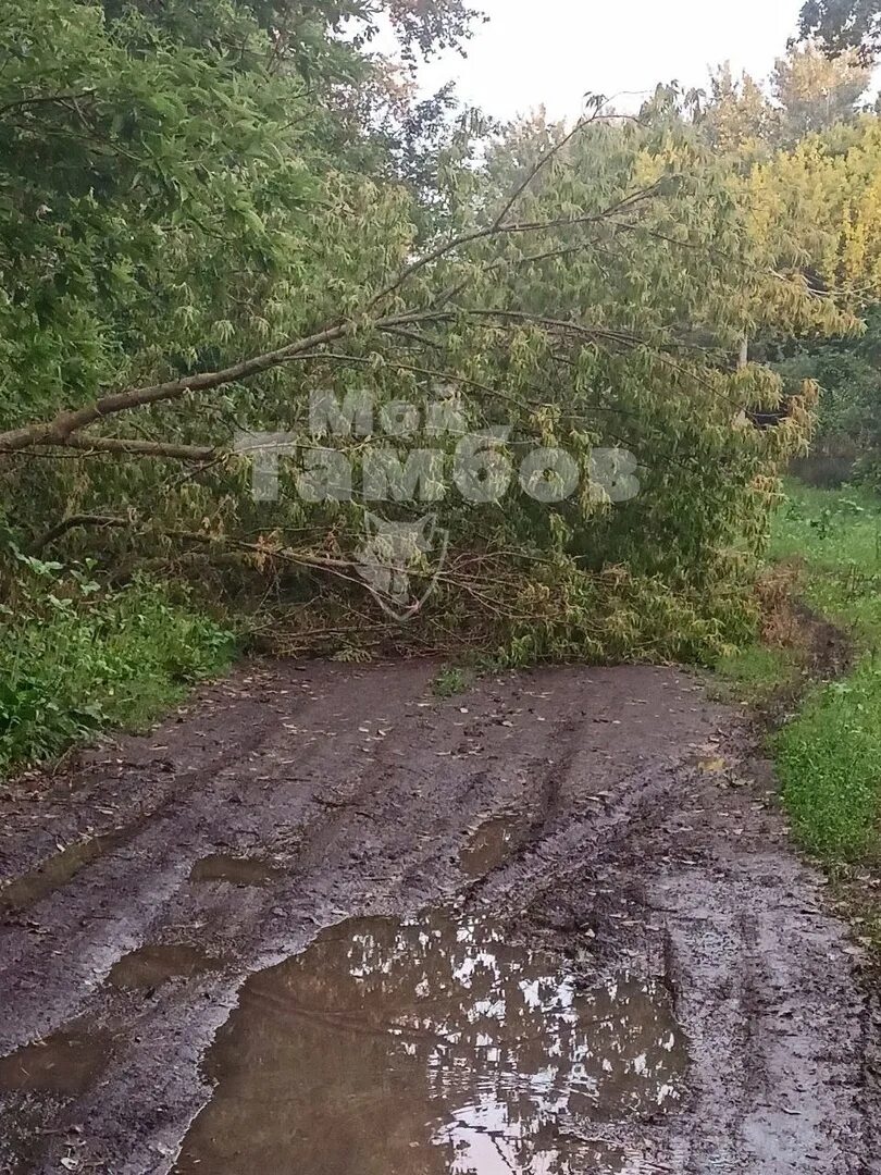 Вторые левые ламки. Упавшее дерево. Вторые левые Ламки Сосновского района 2024. Ламки Узловский район.