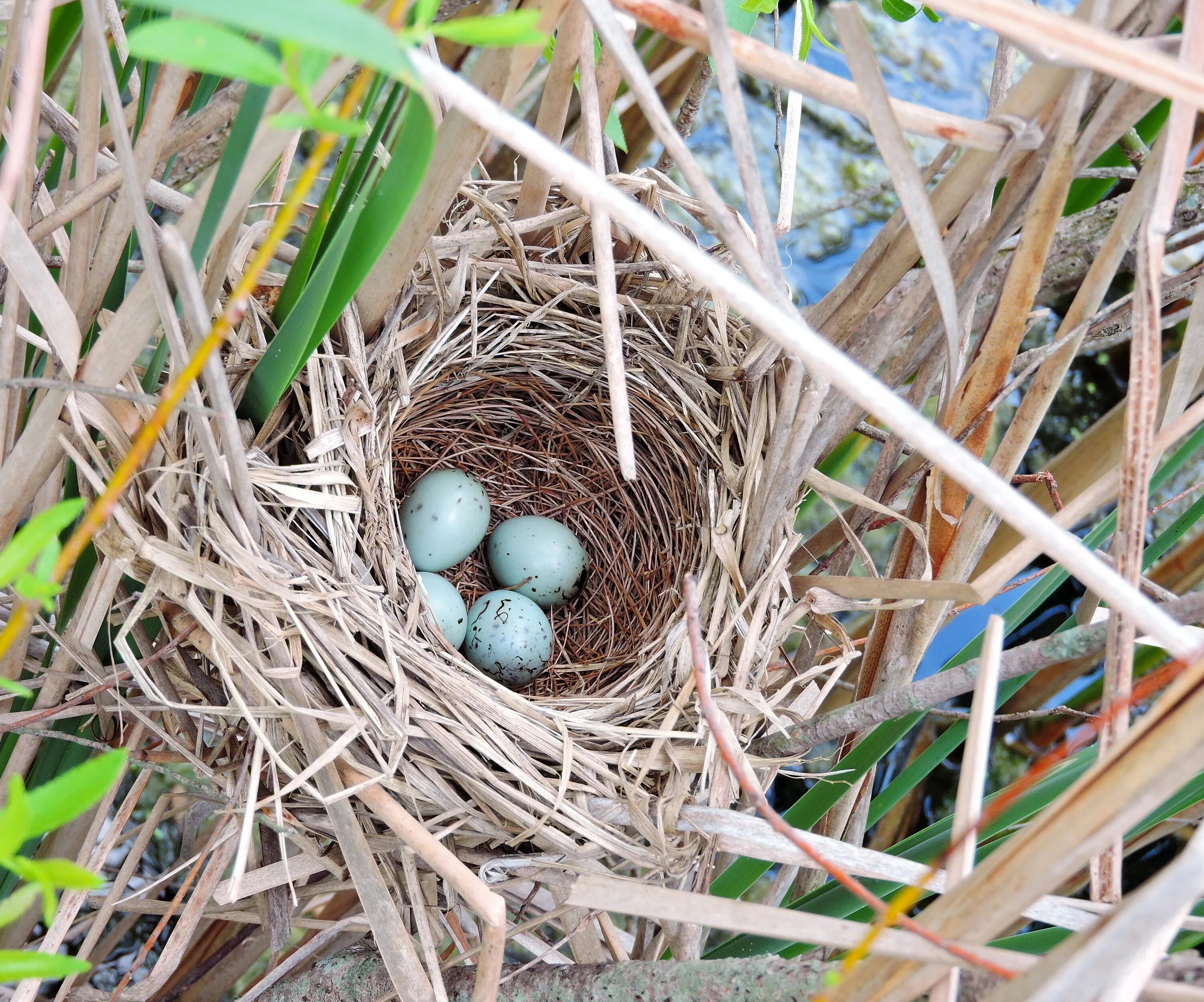 Типы гнездования птиц. Птица Зяблик яйца в гнездо. Молотоглав гнездо. Чашеобразное гнездо. Гнездо зяблика.