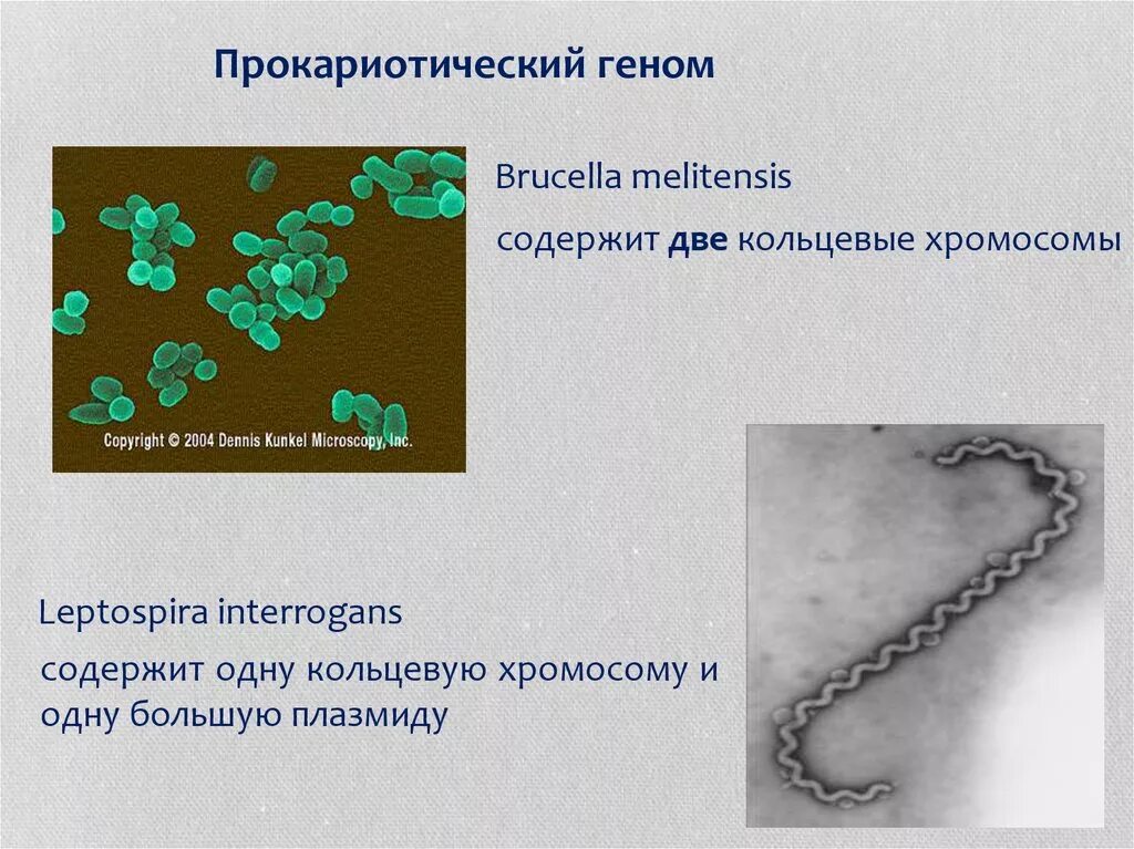 Кольцевая днк характерна для. Прокариотическая хромосома. Кольцевая хромосома. Кольцевая хромосома бактерии. Прокариотический геном.