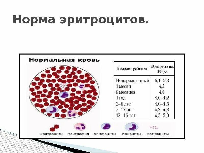 Что значат эритроциты в крови. Норма анализа крови анемия эритроцитов. Общий анализ крови эритроциты норма у женщин. Эритроциты 5.2 норма. Норма эритроцитов в мкл крови.