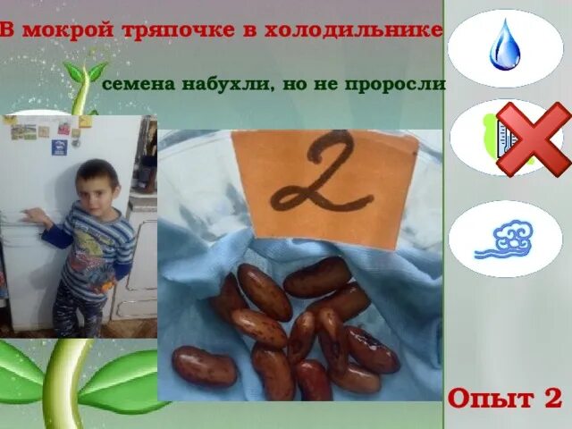 Влажные семена. Семечко в мокрой тряпке в холодильнике. семена во влажной тряпочке. прорастут в холодильнике семена ?. фасоль в мокрой тряпочке в холодильнике.