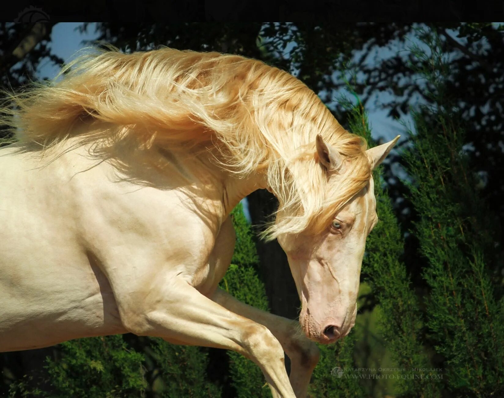 Ахалтекинские лошади. Horses, Animals, Beautiful creatures