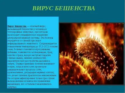 Бешенство вирус или бактерия