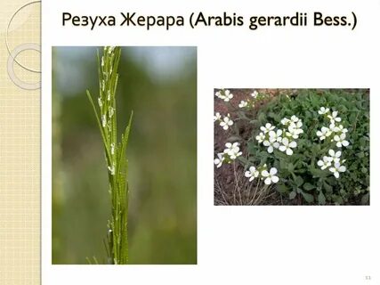 Крестоцветные жизненная форма