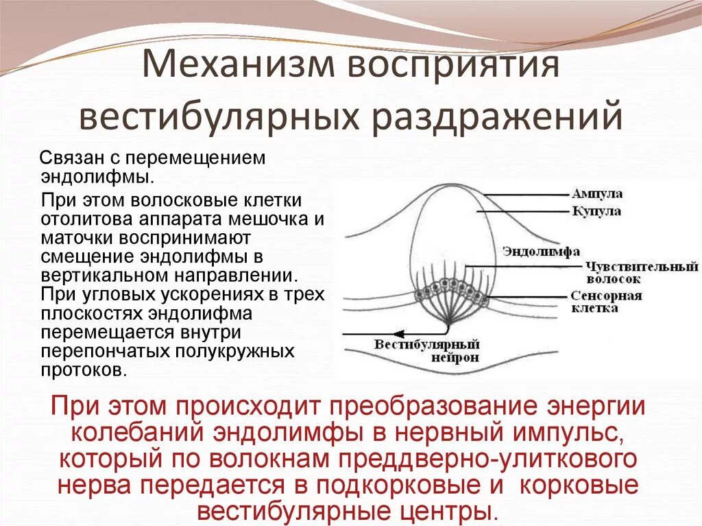 Нарушение вестибулярной функции. Рецепторы сенсорных систем вестибулярного аппарата. Механизм раздражения вестибулярного анализатора физиология. Вестибулярный анализатор строение физиология. Схема вестибулярного анализатора.