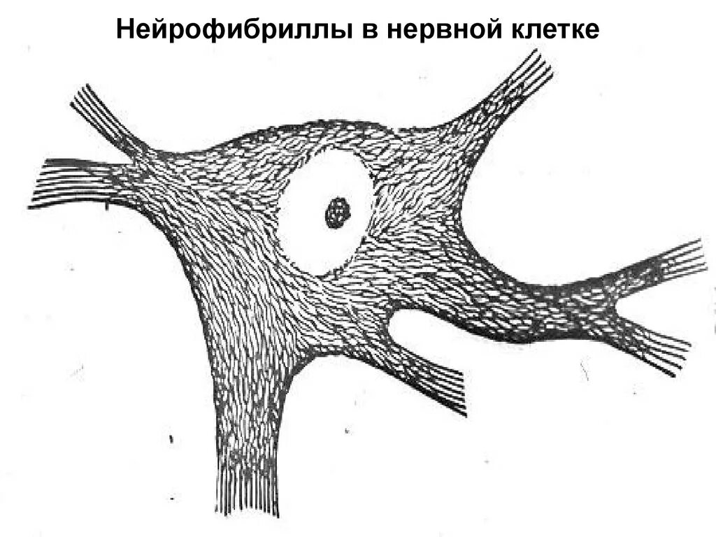 Нейрофибриллы функции. Нейрофибриллы в клетках спинного мозга. нейрофибриллы в нервных клетках спинного мозга импрегнация серебром. нейрофибриллы спинного мозга собаки. строение нейрона нейрофибриллы.