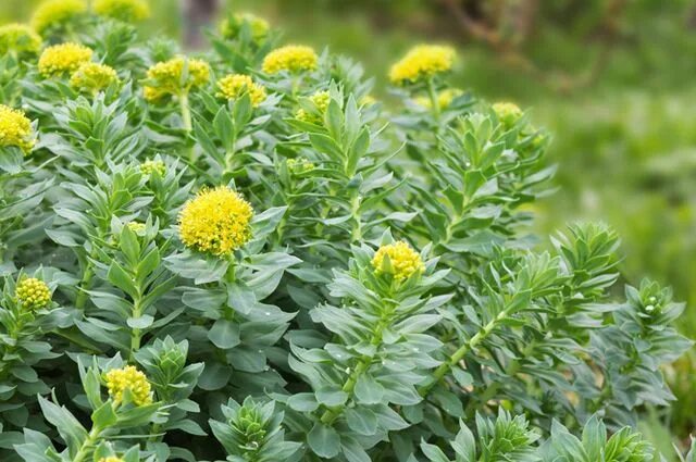 Родиола розовая сырье. Золотой корень родиола. Родиола розовая растение. Растение родиола розовая (золотой корень). Родиола розовая (золотой корень) Алтайская.