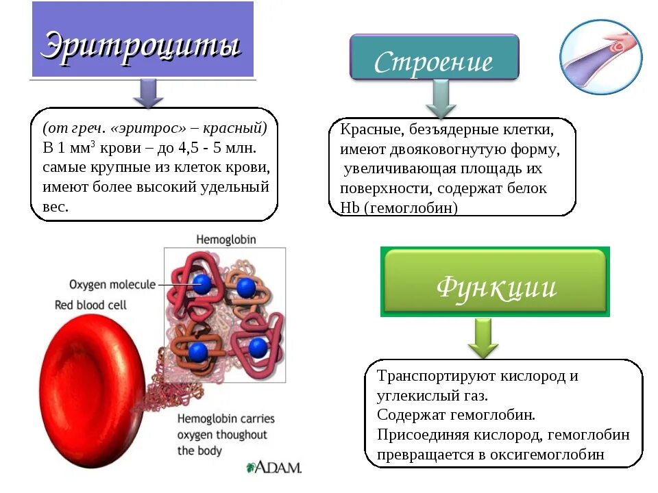 Сколько клеток крови. Эритроциты строение и функции. Эритроциты строение свойства и функции кратко. Эритроциты строение выполняемые функции. Эритроциты их функции и структура количество.