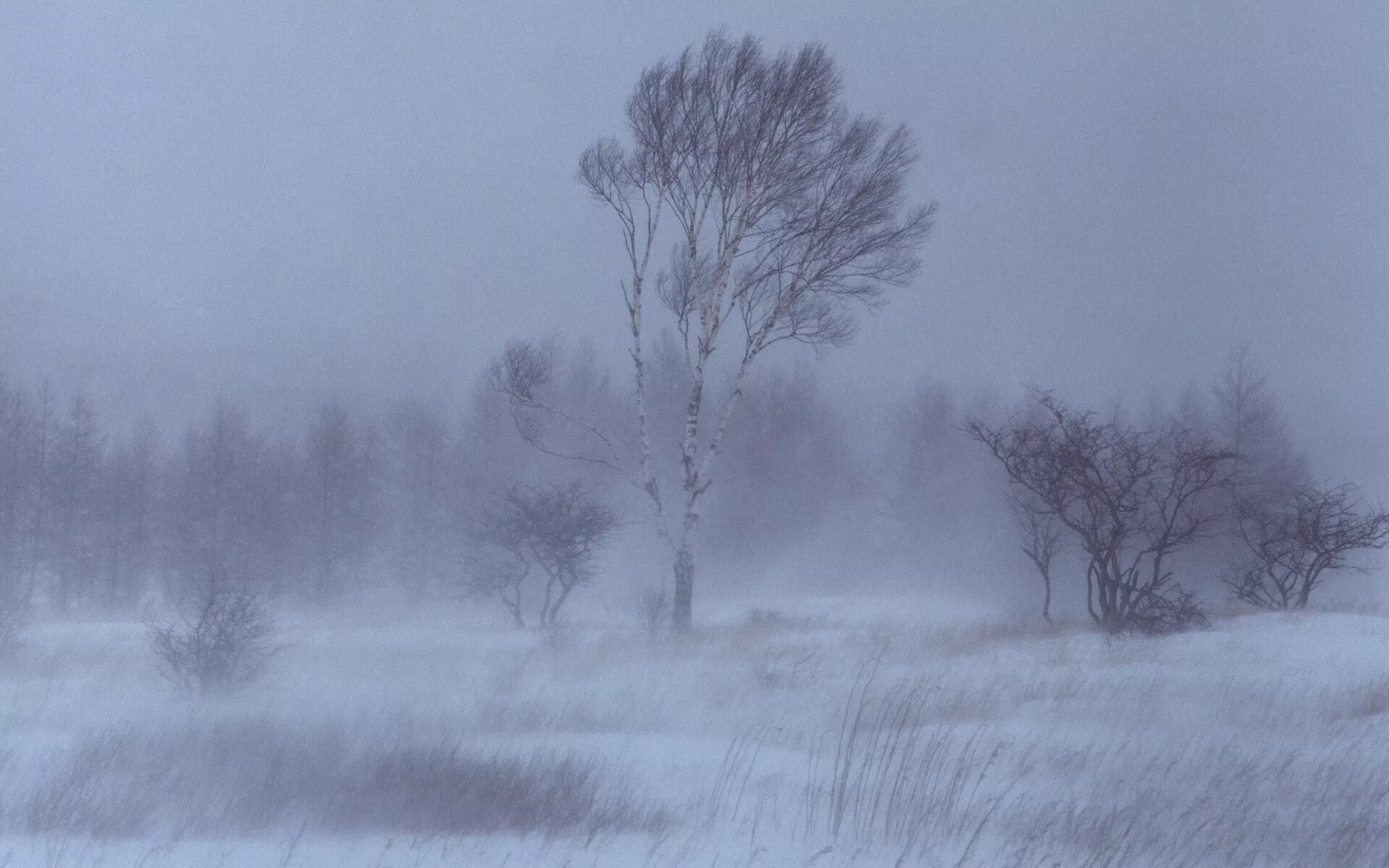 Буря мчится снег летит. Метель. Зимняя буря. Метель зимой. Метель Пурга.