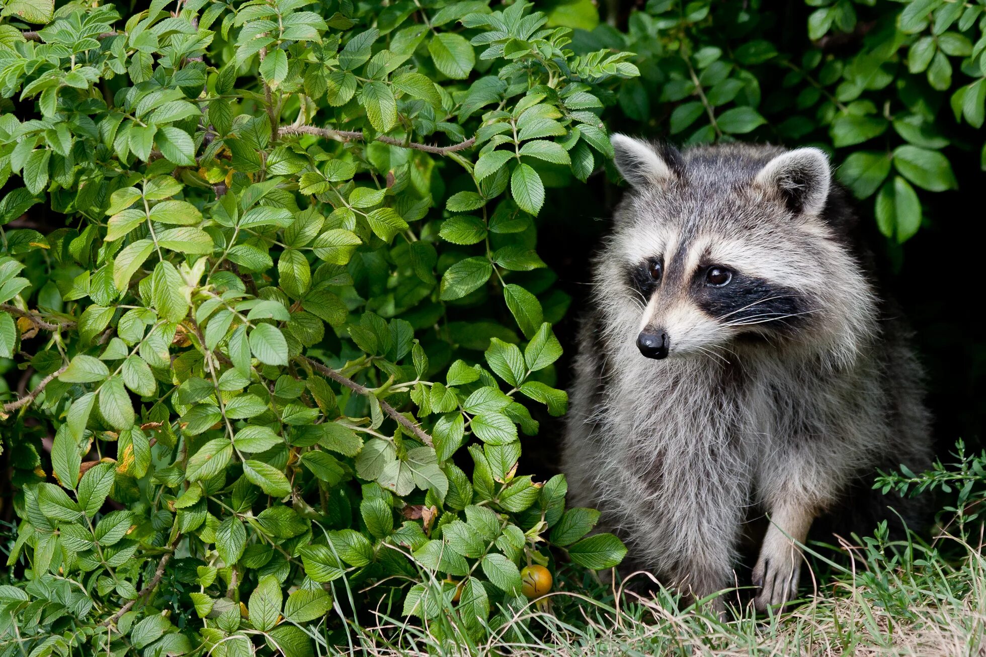 Енот полоскун детеныш. Енотовые. Енот полоскун северная америка. Енот-полоскун. Американский енот полоскун.