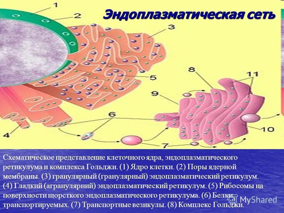 Эндоплазматическая сеть имеющая рибосомы. Эндоплазматический ретикулум цистерны. Эндоплазматический ретикулум. Мембрана эндоплазматического ретикулума. Гранулярный эндоплазматический ретикулум.