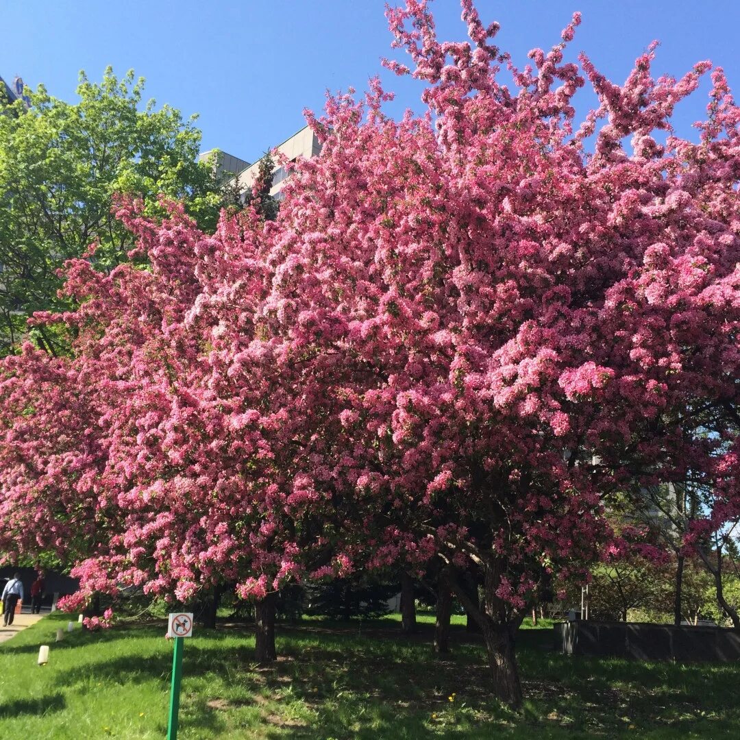 Фото декоративной яблони. Яблоня краснолистная Хелена. Яблоня Malus Rudolph. Яблоня Хелена Недзвецкого.